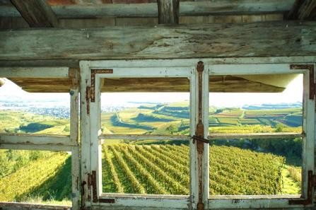 Blick auf Reben - Nähe Lenzenberg bearbeitet
