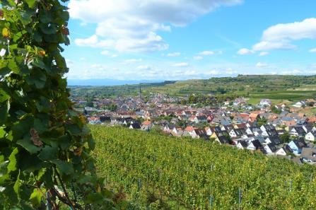 Ihringen Panorama mit Kirche bearbeitet