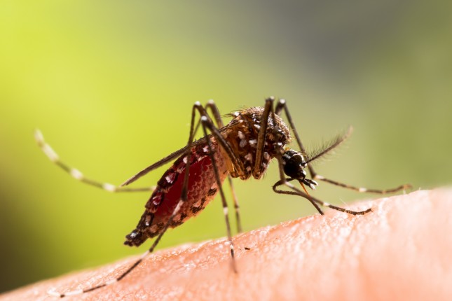 Tigermücke Tigermücke