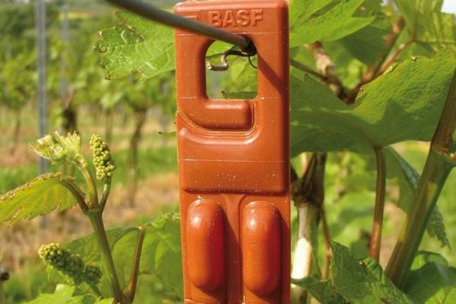 Pheromondispenser in den Reben Pheromondispenser in den Reben