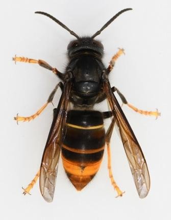 Asiatische Hornisse Asiatische Hornisse