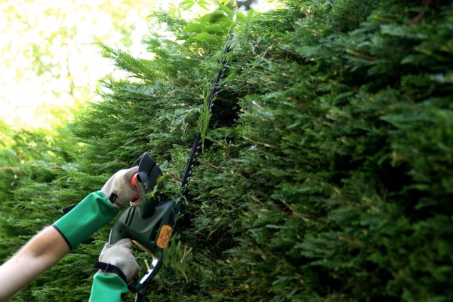 Person beim Hecken schneiden