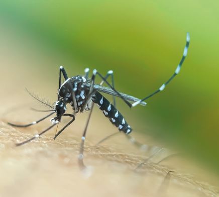 Asiatische Tigermücke